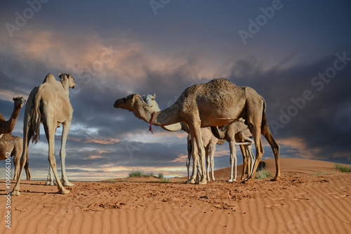 A herd of dromedary camels journeys across towering dunes in the Empty Quarter desert, their silhouettes framed by the golden sands of Abu Dhabi, United Arab Emirates.