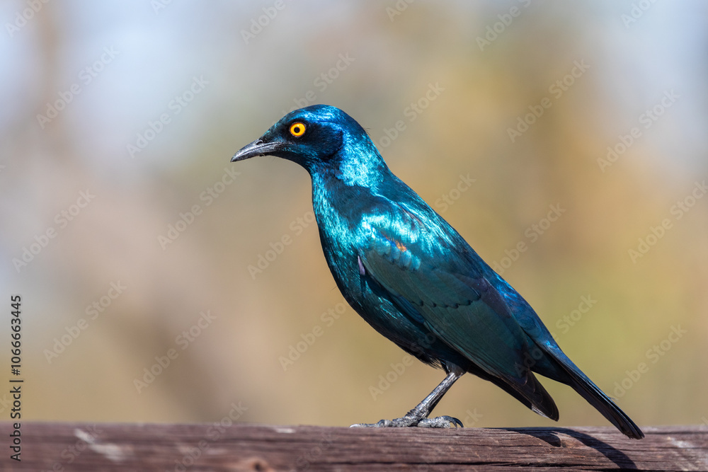 Cape glossy starling Cape glossy starling