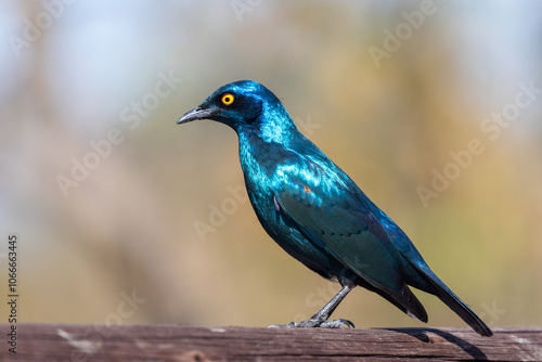 Cape glossy starling