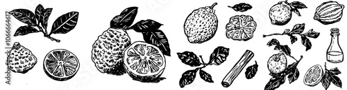 Bergamot modern drawing. Vintage illustration of citrus fruit. Organic food. Essential oil.