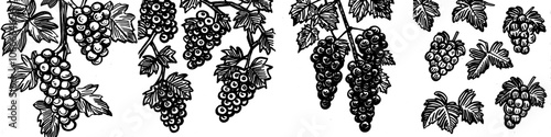 The sweet white grape is illustrated in ink in a vintage illustration