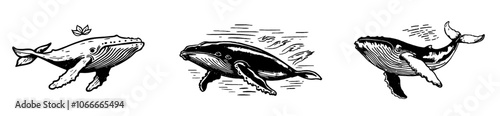 Sketch detailed engraving style illustration of a humpback whale.