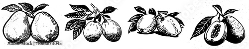 Hand drawn black and white mangoes isolated on a white background - modern illustrations of mangoes