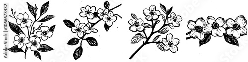 Flowering dogwood tree branch, Cornus florida, isolated over white background, modern illustration, hand drawing