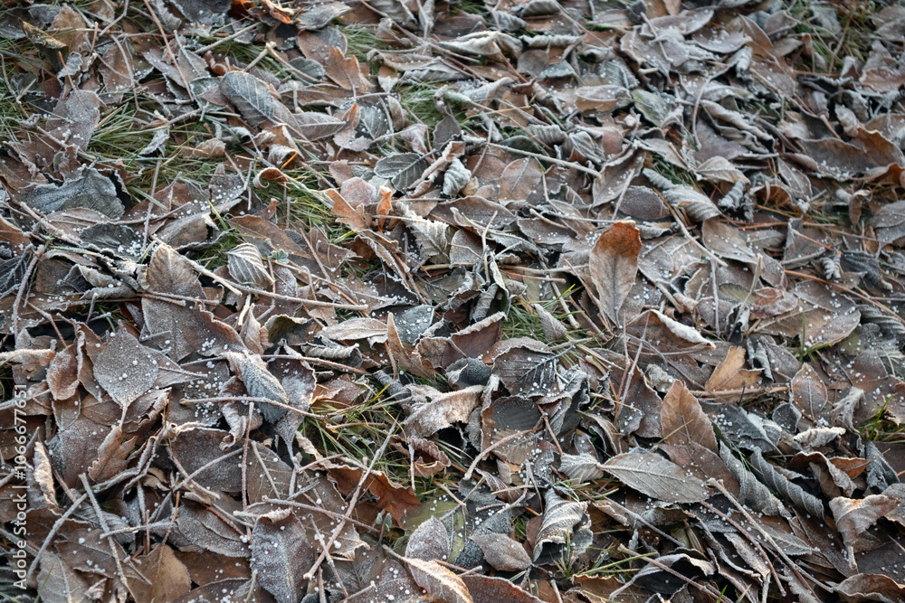 frosty autumn tree leaves on the ground frosty autumn tree leaves on the ground