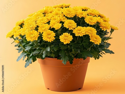 Yellow Chrysanthemums in a Pot.