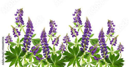 Lupinus polyphyllus purple flowers and green leaves in a floral summer border composition isolated on white or transparent background