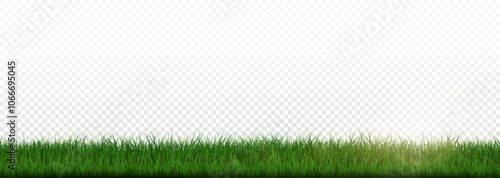 Grass border, vector illustration. Vector grass, lawn. Grass png, lawn png. Green grass with sun glare.