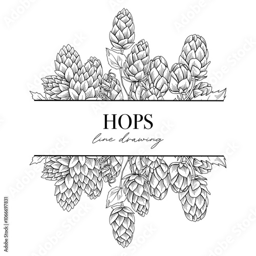 Beer hops branches split frame, botanical line drawing vector illustration, floral border