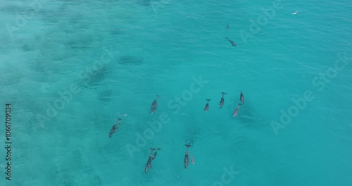 Wallpaper Mural Aerial view of a pod of dolphins with young calves, swimming in crystal clear blue waters Torontodigital.ca