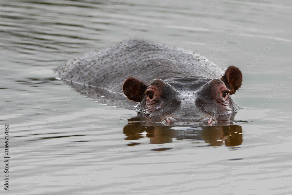 Fototapeta premium Hippo observation