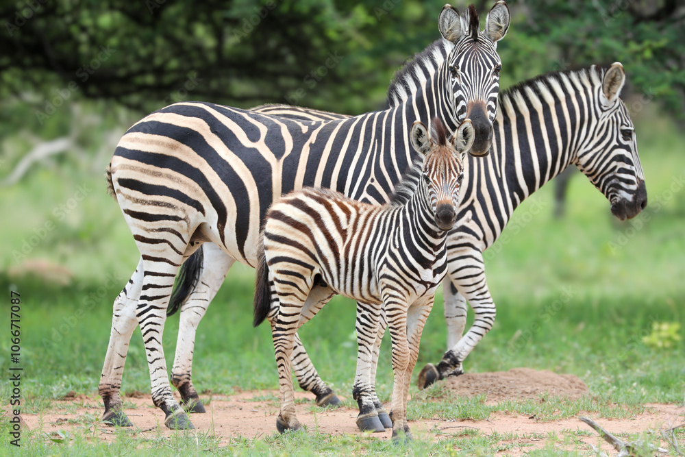 Stripey family head off for the evening Stripey family head off for the evening