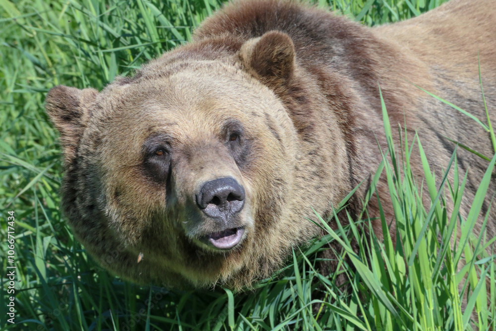 Fototapeta premium Woohoo