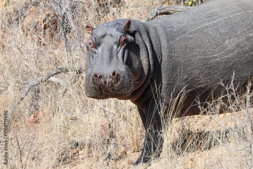 Angry hippopotamus photo