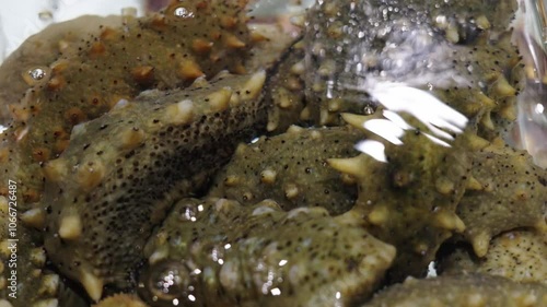 Sea cucumber trepang Stichopus japonicus in water. photo