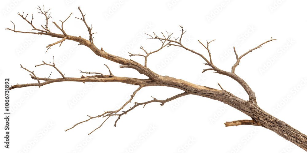 Dry branch of a tree isolated on white background, clipping path, full depth Dry branch of a tree isolated on white background, clipping path, full depth