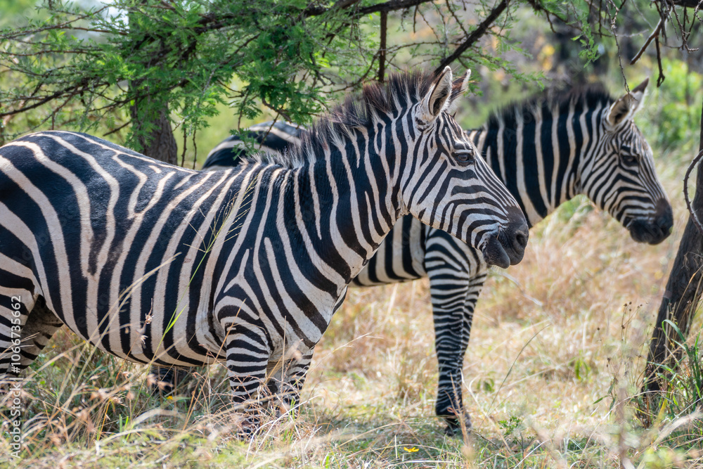 Zebras are standing together in a field filled, Akagera National Park Rwanda Zebras are standing together in a field filled, Akagera National Park Rwanda