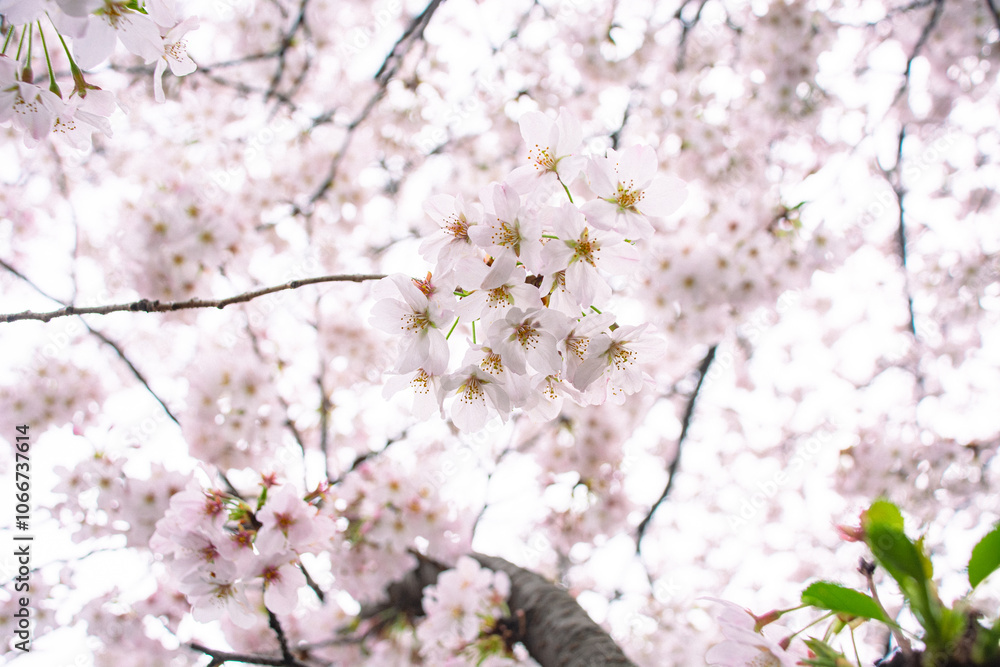 桜 桜
