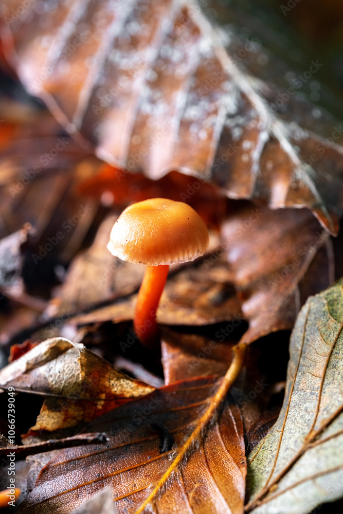 CLose up laccaria mushroom in autumn forest. CLose up laccaria mushroom in autumn forest.