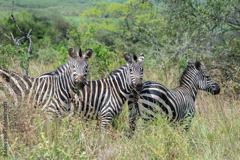 Zebras are standing together in a field filled, Akagera National Park Rwanda