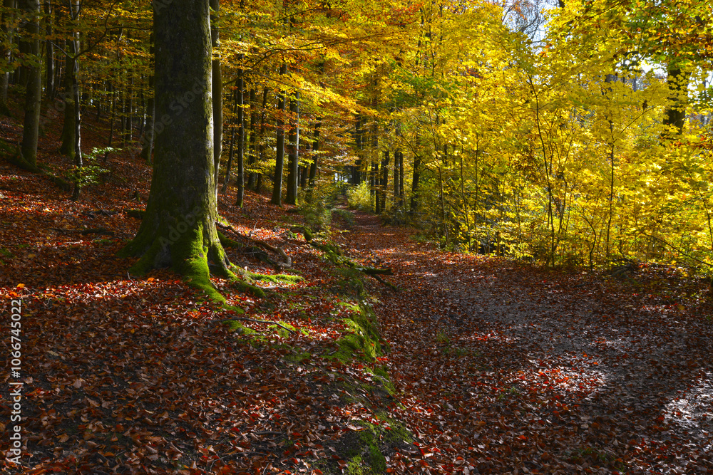 Buchenwald, Herbstfärbung, Herbststimmung Buchenwald, Herbstfärbung, Herbststimmung