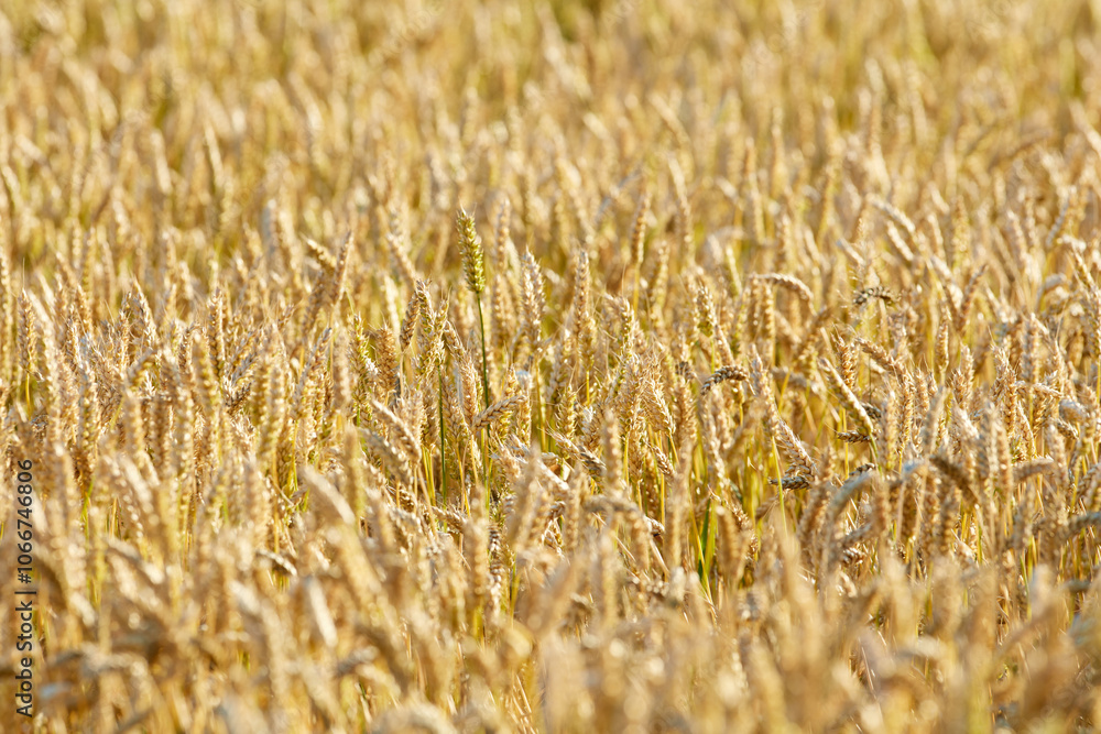 Grass, wheat and field with harvest outdoor for grain, agriculture farm and crop production of environment. Countryside, nature closeup and organic food, plant development and sustainable process Grass, wheat and field with harvest outdoor for grain, agriculture farm and crop production of environment. Countryside, nature closeup and organic food, plant development and sustainable process