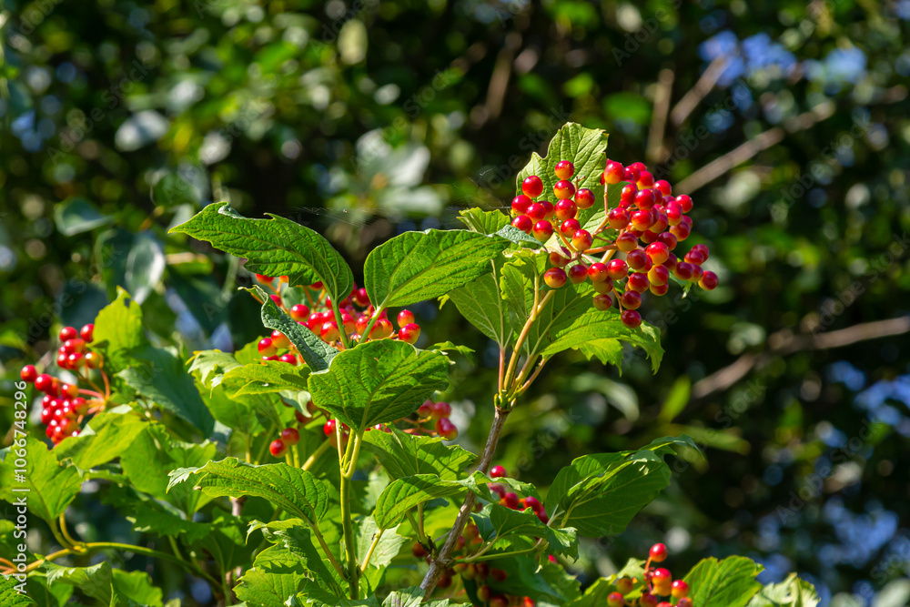 Viburnum ordinary , or Viburnum red Viburnum opulus is a deciduous woody plant in autumn Viburnum ordinary , or Viburnum red Viburnum opulus is a deciduous woody plant in autumn
