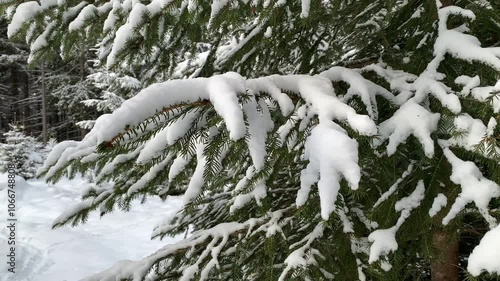 snow covered trees