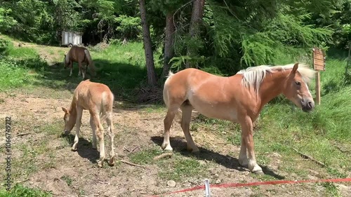 horse and foal (Haflinger)