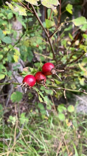 red rose hips on a branch