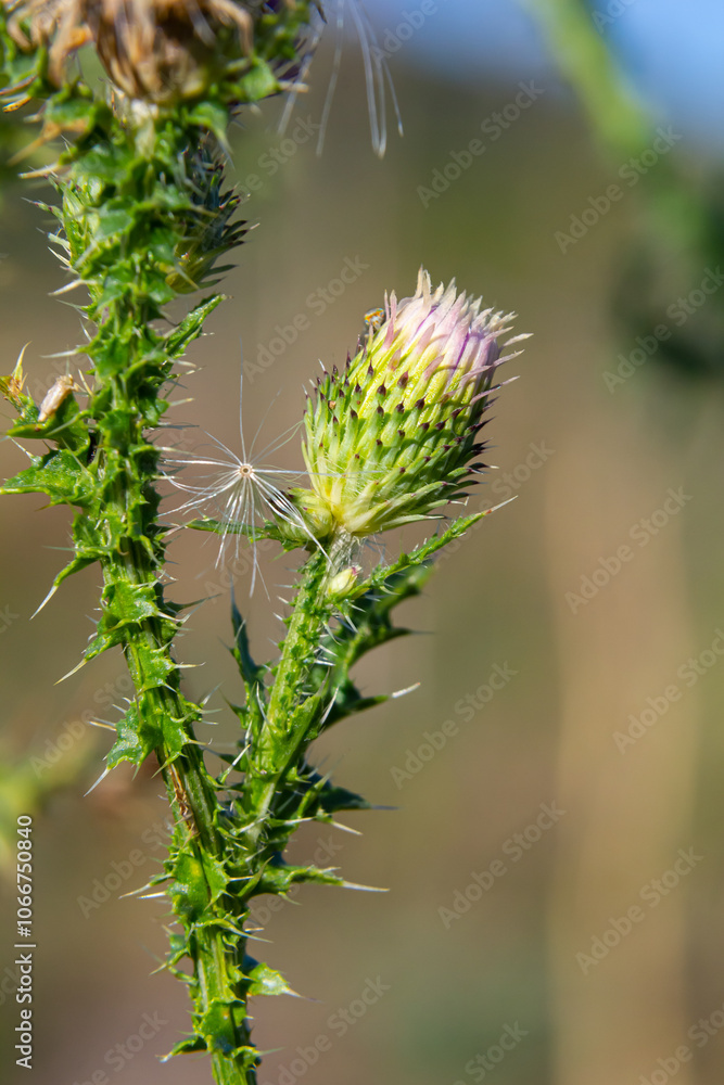 The bright purple flower of the carduus acanthoides, known as the spiny plumeless thistle, welted thistle, or plumeless thistle in front of the dark forest background The bright purple flower of the carduus acanthoides, known as the spiny plumeless thistle, welted thistle, or plumeless thistle in front of the dark forest background