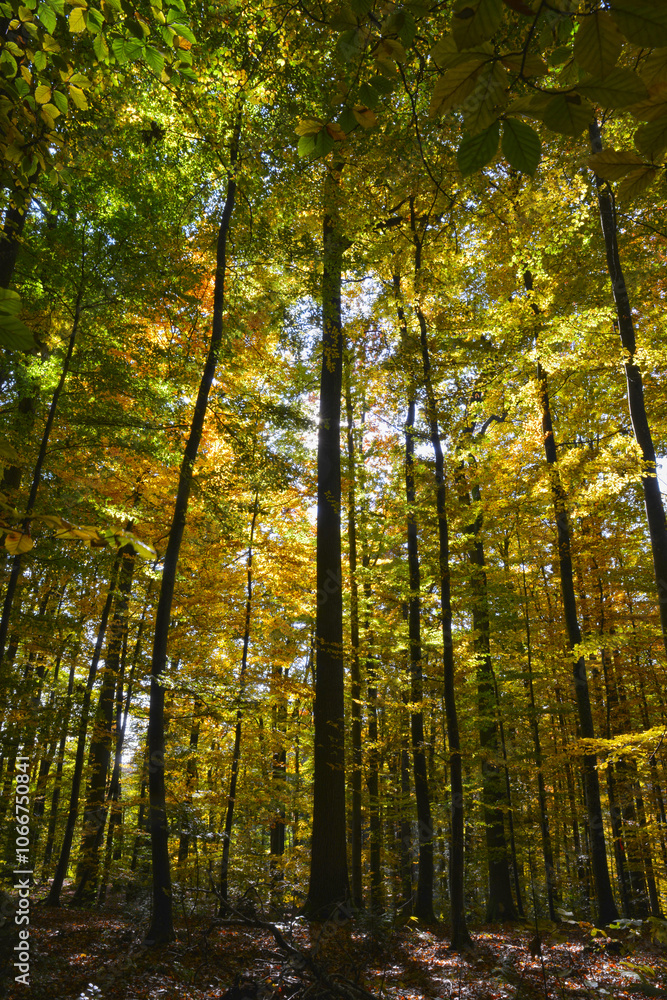 Buche, Gemeine Buche, Rot-Buche, Fagus sylvatica L., Herbst Buche, Gemeine Buche, Rot-Buche, Fagus sylvatica L., Herbst