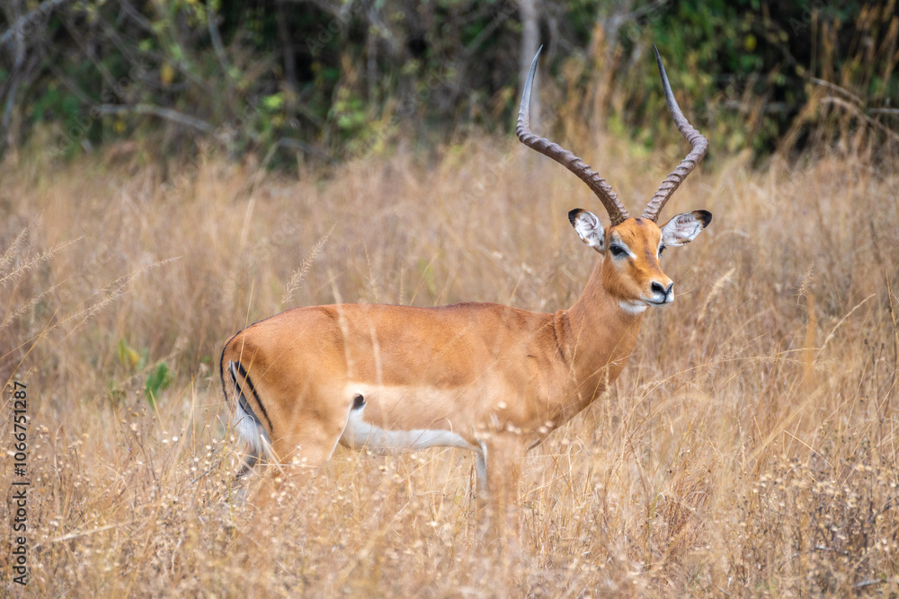 Thomson's gazelle, tommy antelope, Eudorcas thomsonii, Akagera National Park Thomson's gazelle, tommy antelope, Eudorcas thomsonii, Akagera National Park