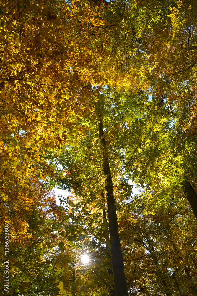 Buche,  Gemeine Buche,  Rot-Buche,  Fagus sylvatica L., Herbst