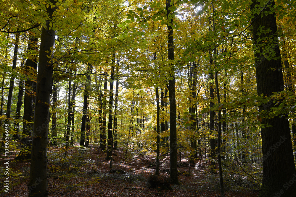 Buche, Gemeine Buche, Rot-Buche, Fagus sylvatica L., Herbst Buche, Gemeine Buche, Rot-Buche, Fagus sylvatica L., Herbst