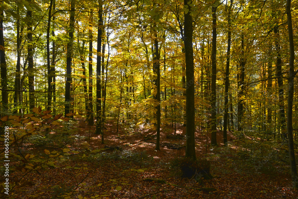 Buche, Gemeine Buche, Rot-Buche, Fagus sylvatica L., Herbst Buche, Gemeine Buche, Rot-Buche, Fagus sylvatica L., Herbst