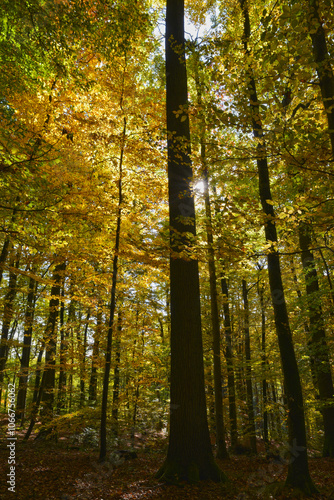 Buche,  Gemeine Buche,  Rot-Buche,  Fagus sylvatica L., Herbst photo