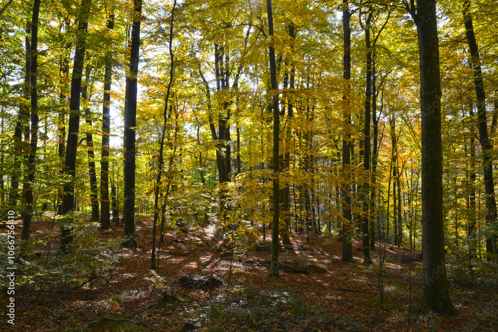 Buche, Gemeine Buche, Rot-Buche, Fagus sylvatica L., Herbst Buche, Gemeine Buche, Rot-Buche, Fagus sylvatica L., Herbst
