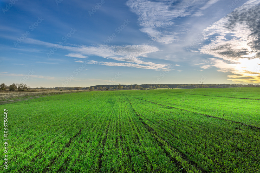 Obraz premium A large field of grass with a clear blue sky in the background