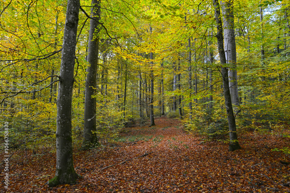 Buchenwald, Herbstfärbung, Herbststimmung