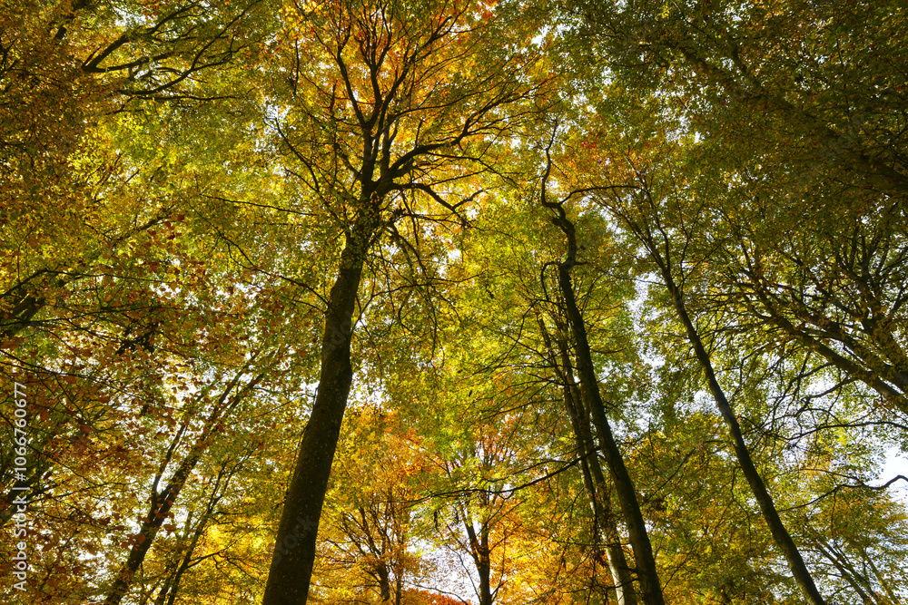 Buche,  Gemeine Buche,  Rot-Buche,  Fagus sylvatica L., Herbst