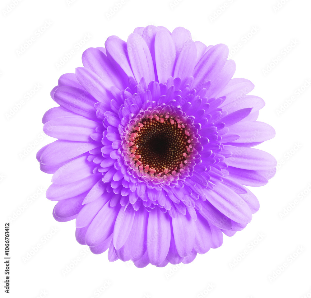 Obraz premium Beautiful violet gerbera flower on white background