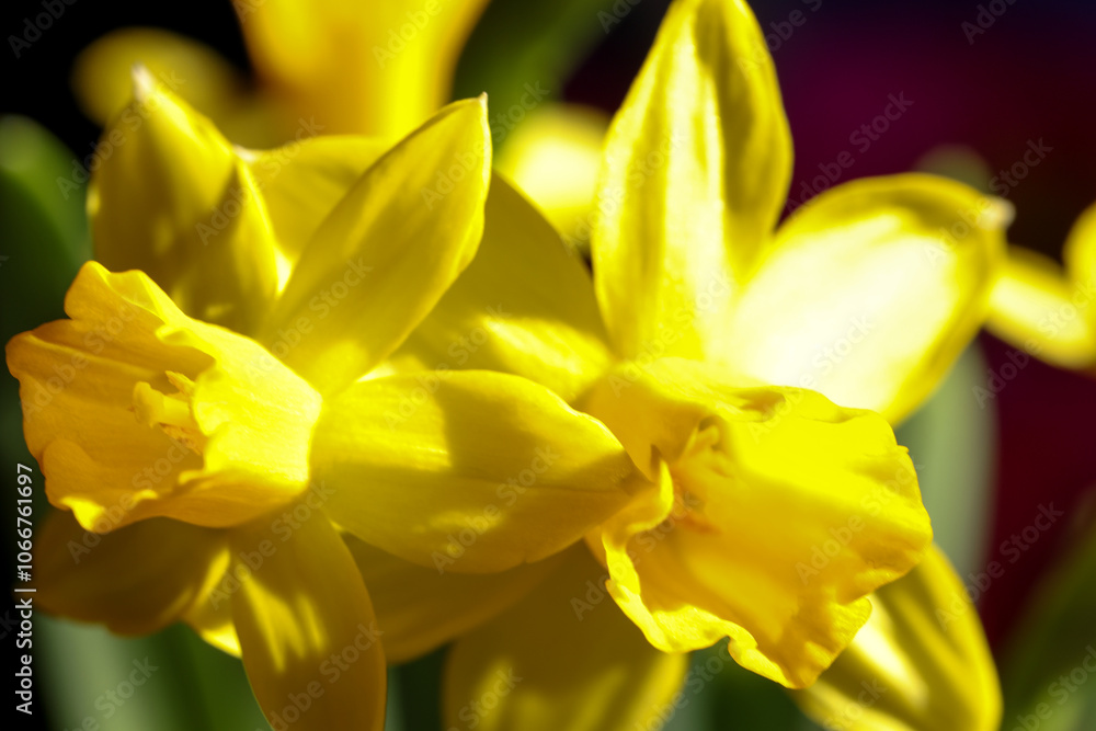 Fototapeta premium A closeup of daffodils displays their vibrant yellow petals, symbolizing the beauty of spring and renewal