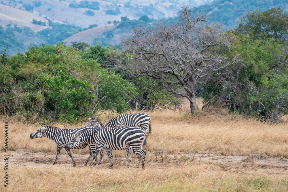 Obraz premium Zebras are standing together in a field filled, Akagera National Park Rwanda
