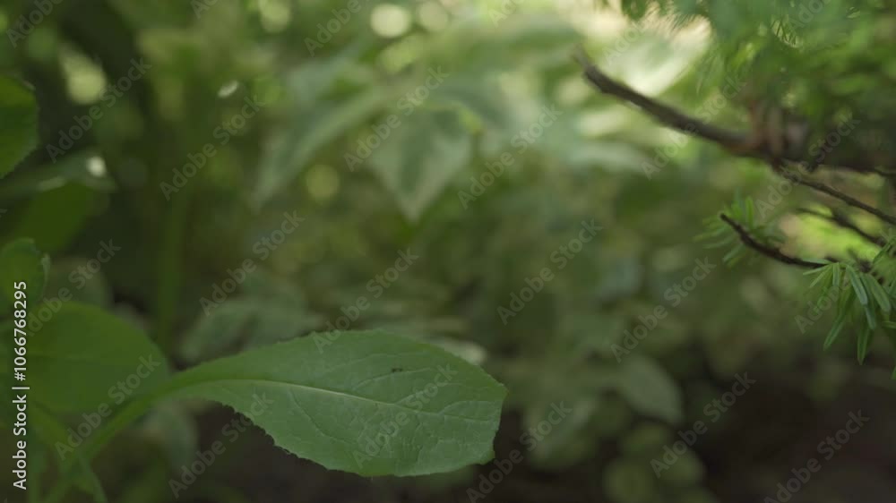 Hedge And Plants With Lush Green Foliage In A Garden Landscape. Shallow Depth Of Field Slider Shot. Hedge And Plants With Lush Green Foliage In A Garden Landscape. Shallow Depth Of Field Slider Shot.