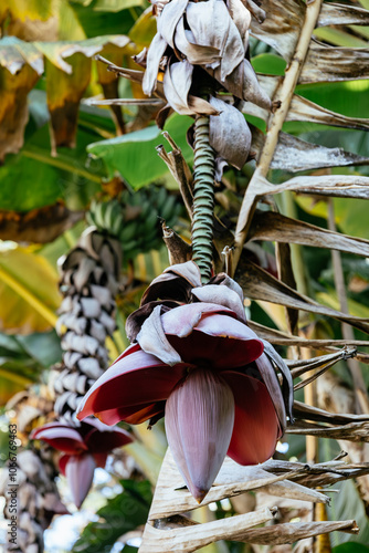 Musa acuminata with inflorescence. Deep red purple banana blossom on tree in family Musaceae. Big petal of banana flower bud with green leaf background. Tropic and new life concept for natural design