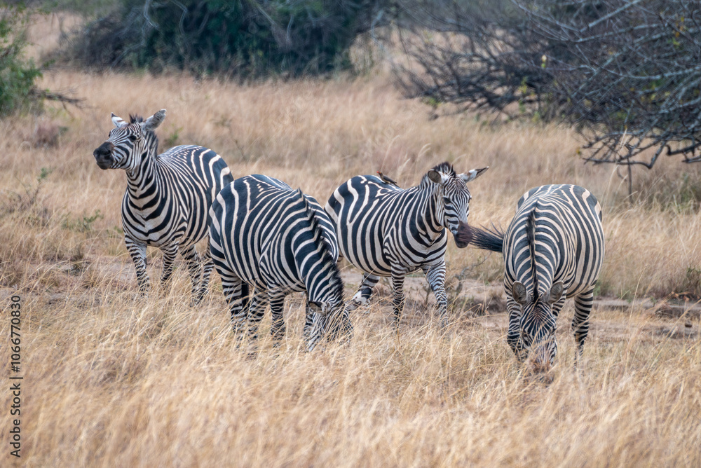 Zebras are standing together in a field filled, Akagera National Park Rwanda Zebras are standing together in a field filled, Akagera National Park Rwanda
