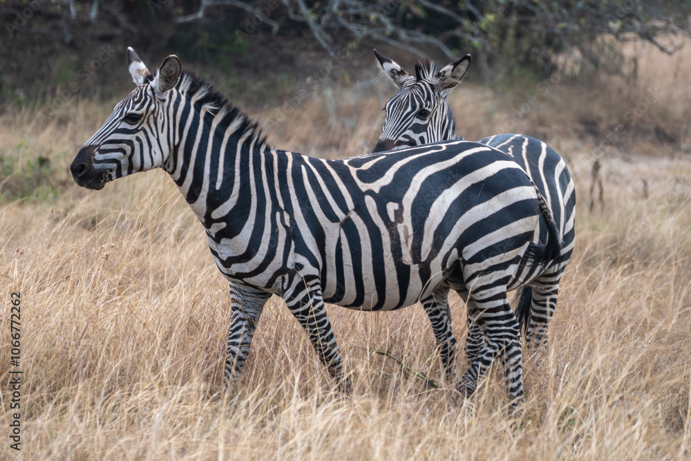 Zebras are standing together in a field filled, Akagera National Park Rwanda Zebras are standing together in a field filled, Akagera National Park Rwanda