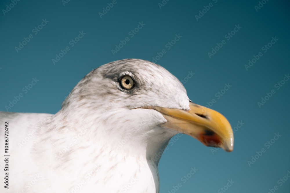 portrait of a seagull