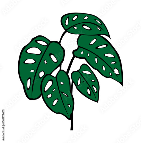 illustration of Monstera adansonii green leaves.